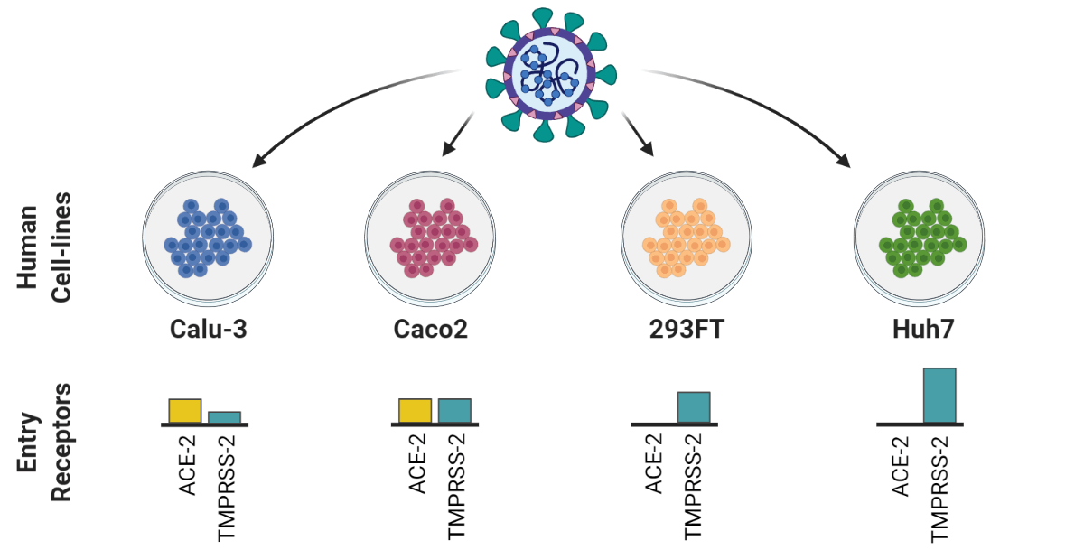 Quantitative proteomic provides important knowledge about cellular response against SARS CoV-2